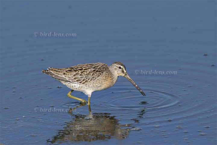 Kleiner Schlammläufer Kleiner Schlammläufer